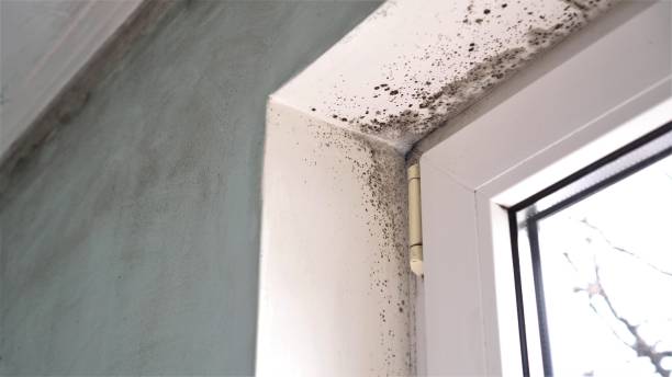 Best Emergency Mold Removal  in Dover, AR