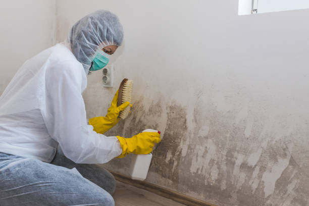 Best Residential Mold Removal  in Dover, AR