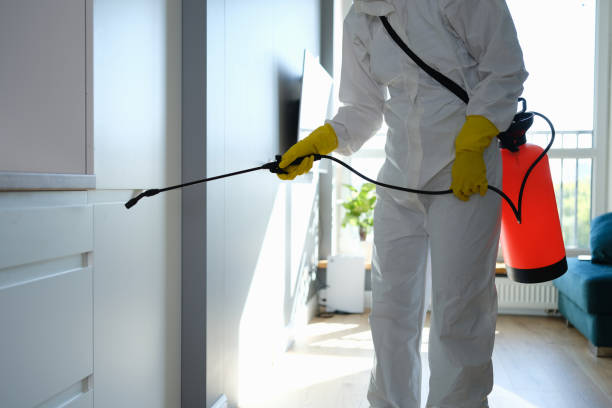 Best Same-Day Mold Removal  in Dover, AR