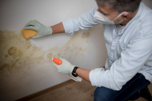 Best Toxic Mold Removal  in Dover, AR