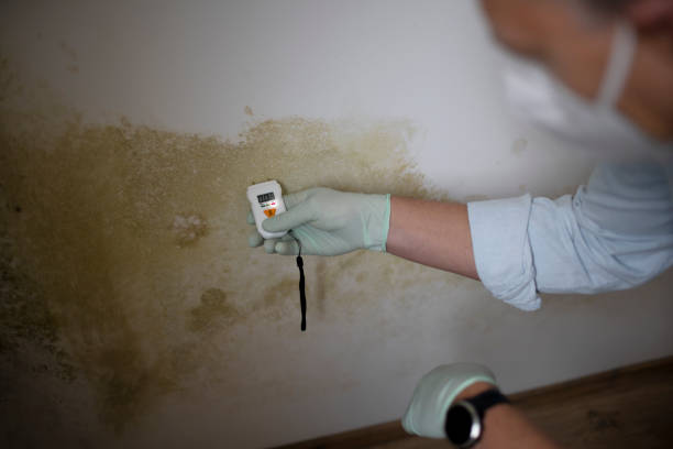 Certified Mold Removal in Dover, AR