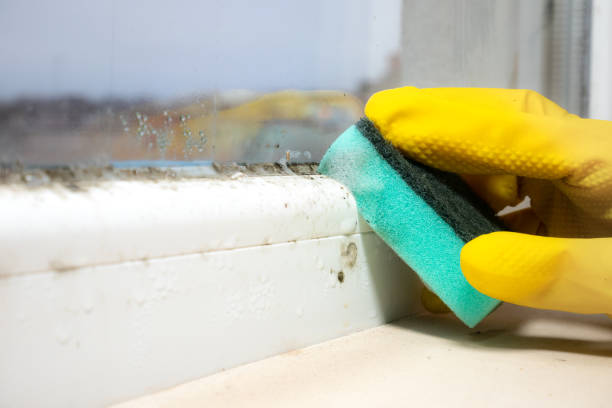 Best Residential Mold Removal  in Dover, AR