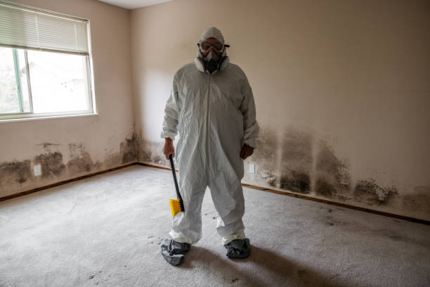 Best Mold Damage Repair  in Dover, AR