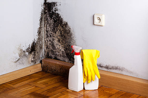 Best Mold Removal Company Near Me  in Dover, AR