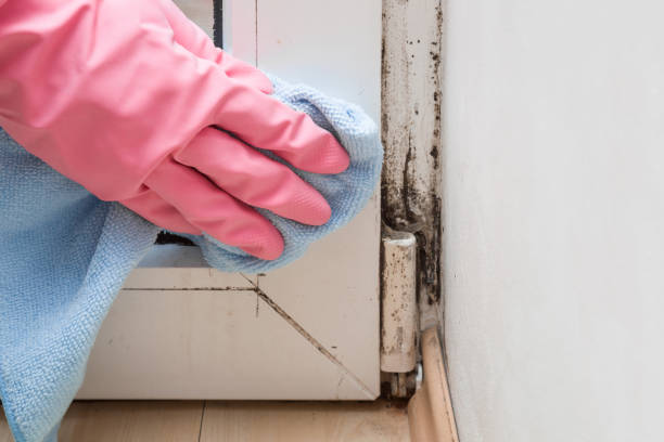 Professional Mold Removal in Dover, AR