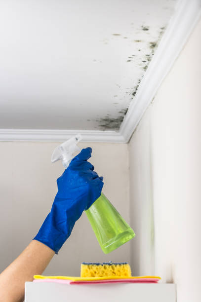 Best Mold Remediation  in Dover, AR