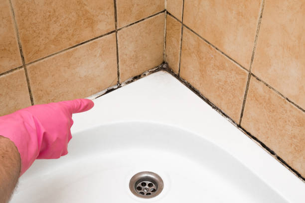 Best Professional Mold Removal  in Dover, AR