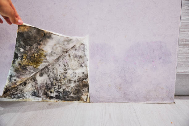 Best Mold Cleaning Services  in Dover, AR